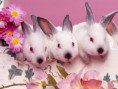 /album/galeria-de-fotos/a3329coelhos-jpg3/