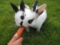 /album/galeria-de-fotos/coelhos-fofos0002-jpg/
